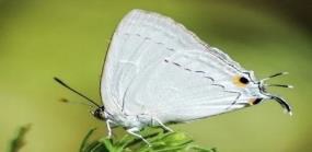 White Tufted Royal Butterfly